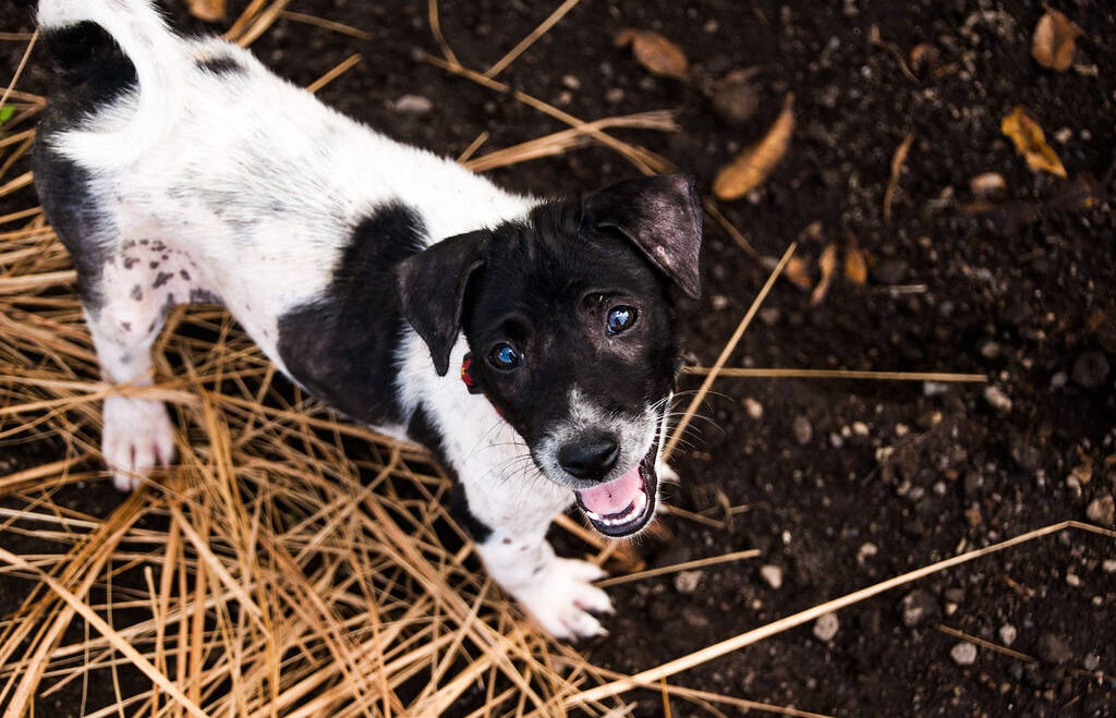Bali Dogs Conservation Experience