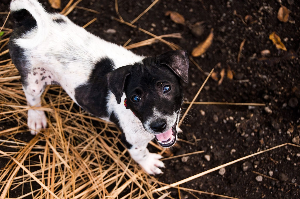 Bali Dogs Experience