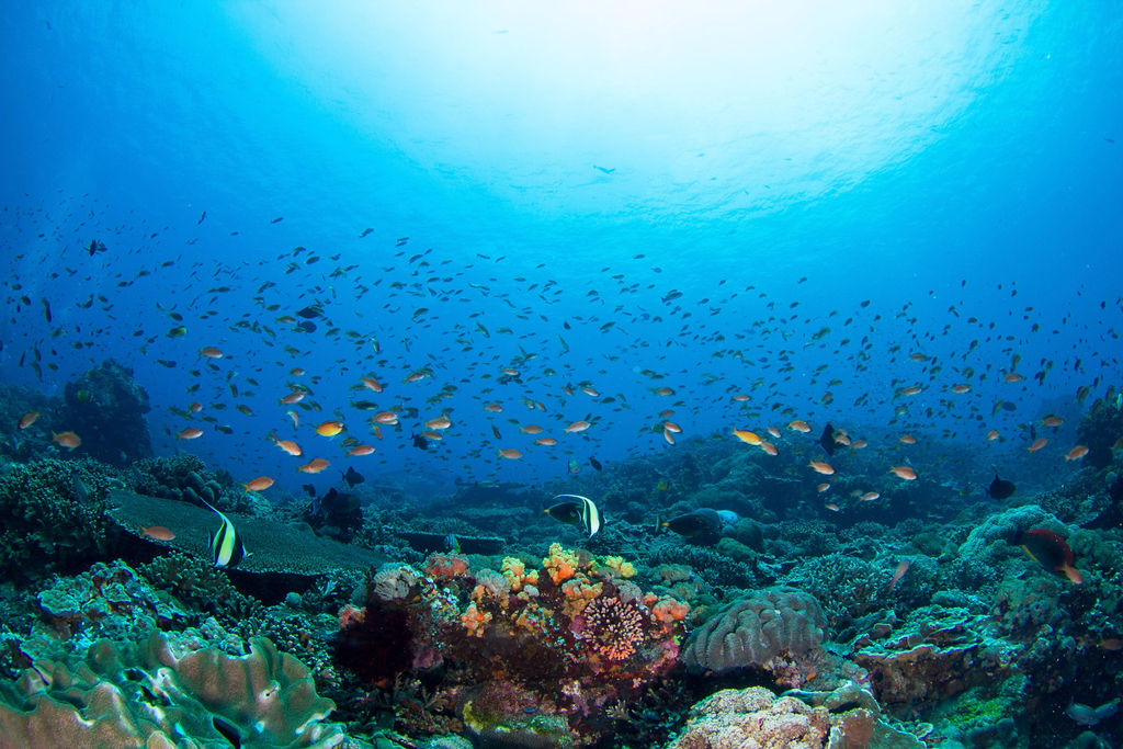 Bali Coral Conservation Experience