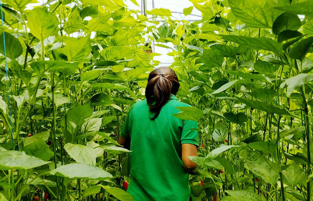 Farm the Future: Bali Greenhouse Experience