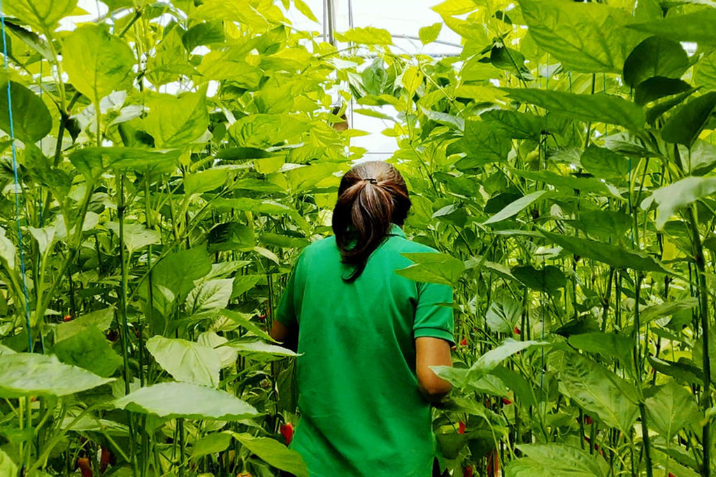 Bali Greenhouse Farming Experience