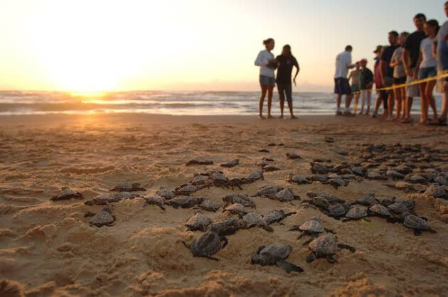 🐢 Turtle Conservation in Bali: Protecting Our Ocean’s Guardians