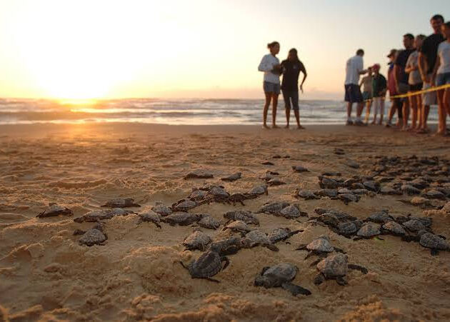 🐢 Turtle Conservation in Bali: Protecting Our Ocean’s Guardians