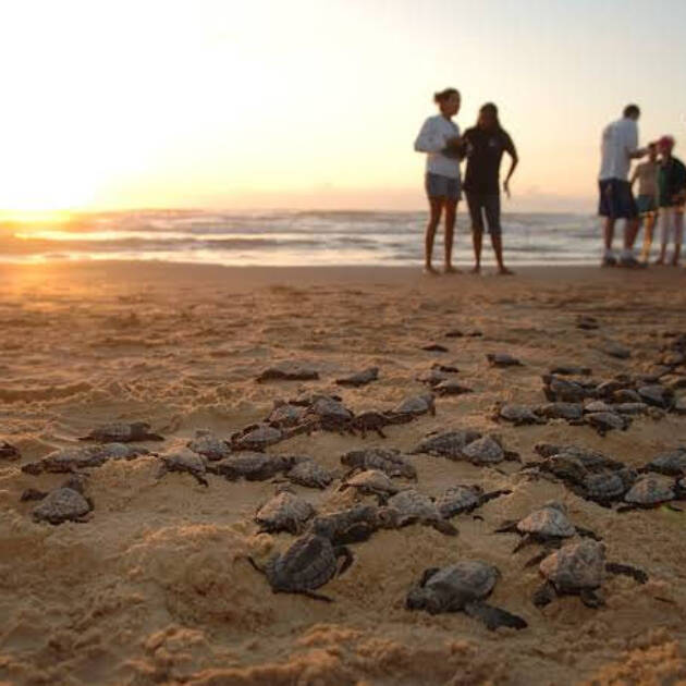 🐢 Turtle Conservation in Bali: Protecting Our Ocean’s Guardians