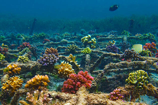 🌊 Coral Conservation in Bali: Protecting the Heart of Marine Life