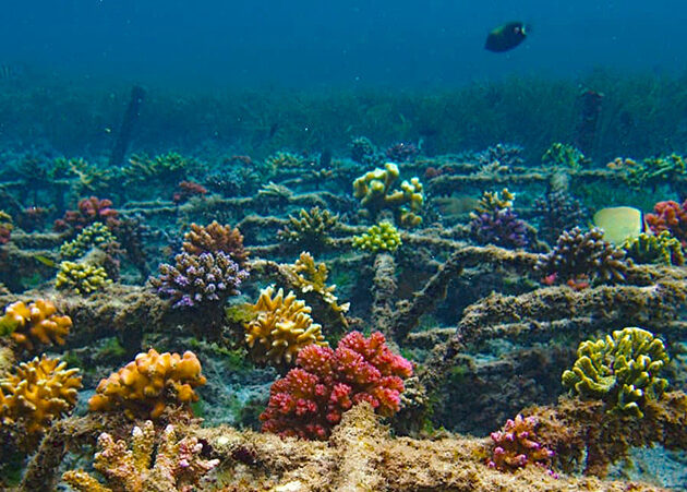 🌊 Coral Conservation in Bali: Protecting the Heart of Marine Life