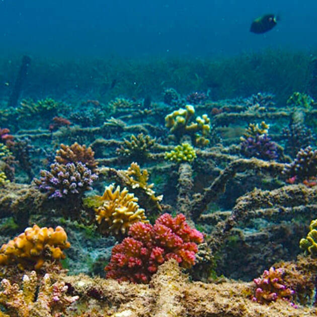 🌊 Coral Conservation in Bali: Protecting the Heart of Marine Life