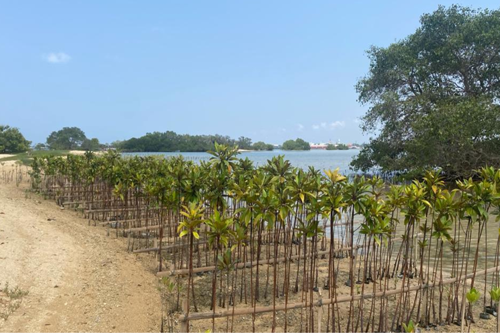 Bali Mangrove Conservation Experience